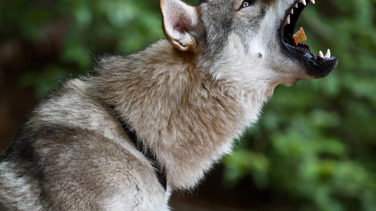 Tschechoslowakischer Wolfhund3 Tschechoslowakischer Wolfhund3