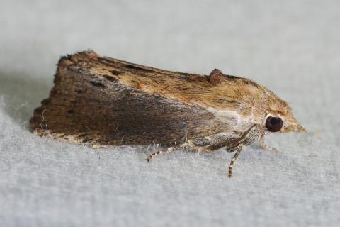 Сапонин в каштанах помогает защитить одежду от моли без химии Сапонин в каштанах помогает защитить одежду от моли без химии