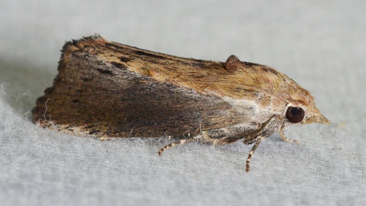 Большая восковая моль Большая восковая моль