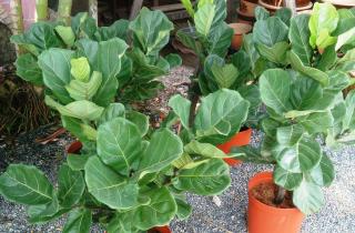 Фикус сохраняет декоративность при правильном освещении — агроном Анна Беляева