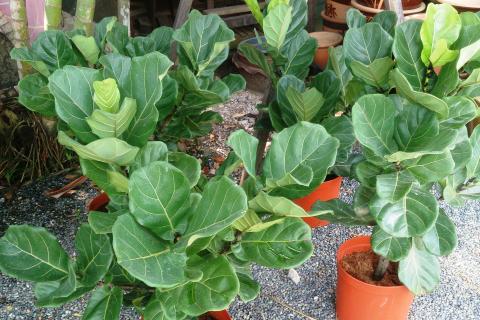 Фикус сохраняет декоративность при правильном освещении — агроном Анна Беляева