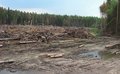 До семи лет лишения свободы грозит старшему инженеру за незаконную вырубку лесов До семи лет лишения свободы грозит старшему инженеру за незаконную вырубку лесов