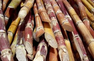 Университет Сан-Паулу: сахарный тростник может заменить нефть в промышленности