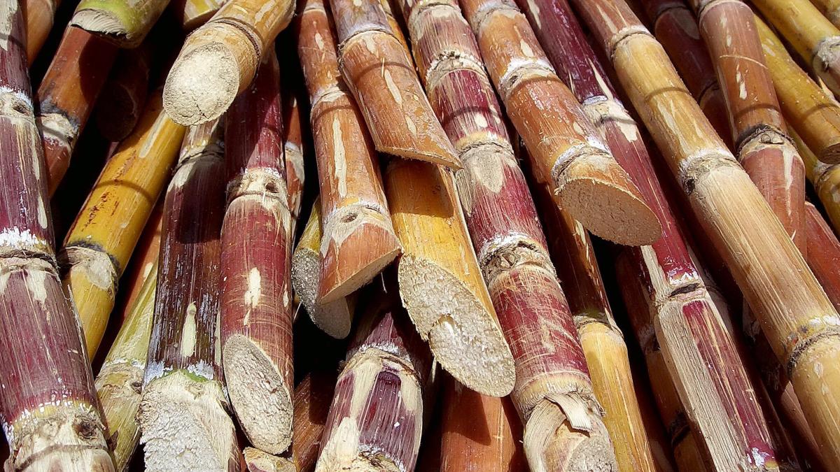 Срезанные стебли сахарного тростника Срезанные стебли сахарного тростника