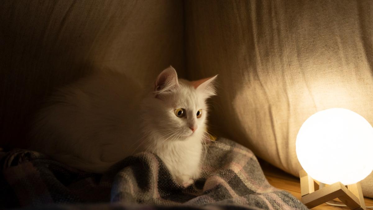 Кошка Кошка