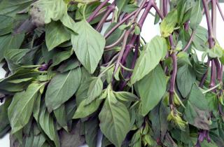 Выращивала пряности годами неправильно — только сейчас поняла, в чём ошибка