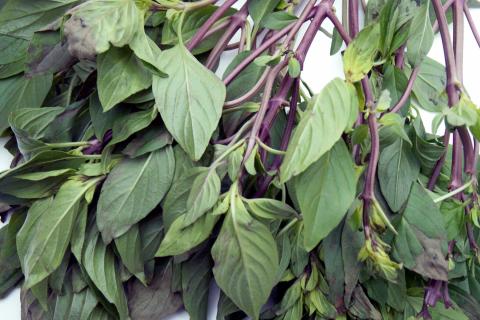 Выращивала пряности годами неправильно — только сейчас поняла, в чём ошибка