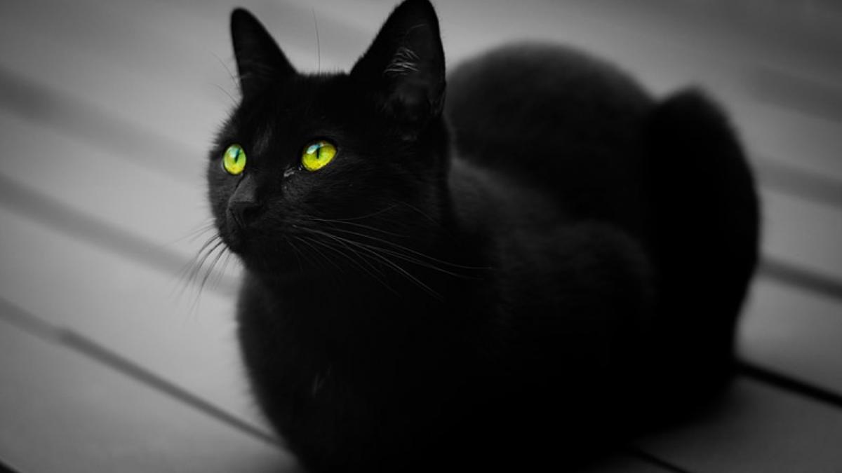 Кот Кот