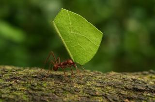 Химическая маскировка помогает паразитам проникать в муравейники и устранять королеву — Кейзо Такасука