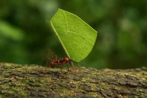 Химическая маскировка помогает паразитам проникать в муравейники и устранять королеву — Кейзо Такасука