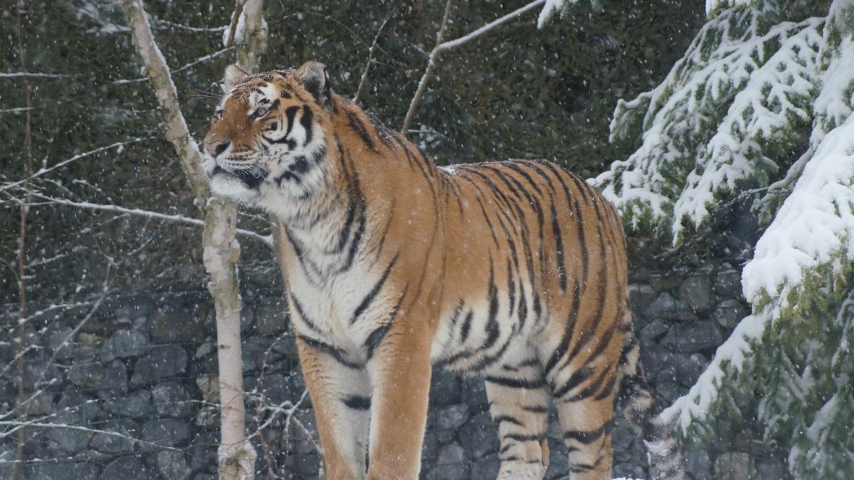 Siberian Tiger enjoying snow 44