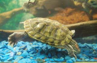 Герпетологи зафиксировали увеличение продаж рептилий в российских зоомагазинах на 30%