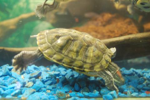 Герпетологи зафиксировали увеличение продаж рептилий в российских зоомагазинах на 30% Герпетологи зафиксировали увеличение продаж рептилий в российских зоомагазинах на 30%