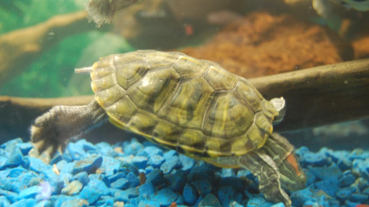 Красноухая черепаха Красноухая черепаха