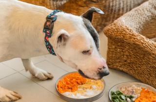 Полезные лакомства для собак можно приготовить в домашних условиях