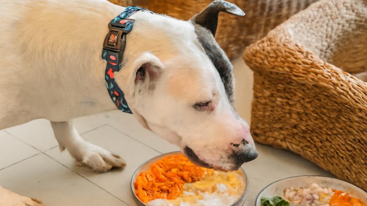 Собака ест домашнюю еду