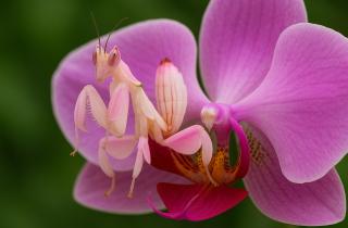 Орхидеи цветут при температурном перепаде и дополнительном освещении — агрономы