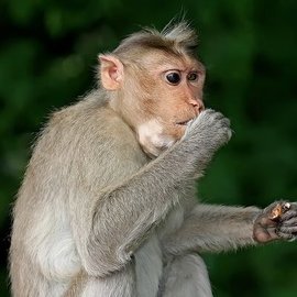 Ученые обнаружили, что прямохождение у приматов эволюционировало в три этапа