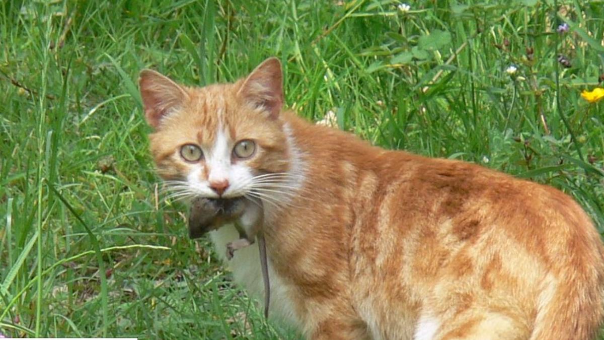 Кот и мышь Кот и мышь