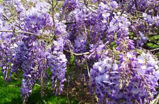 Кустарники в ландшафтном дизайне помогают создавать гармонию и структуру сада — Анастасия Еремеева