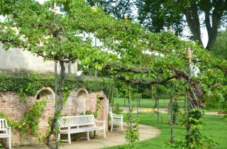 Привязал стебель прямо к шпалере — и едва не погубила весь урожай