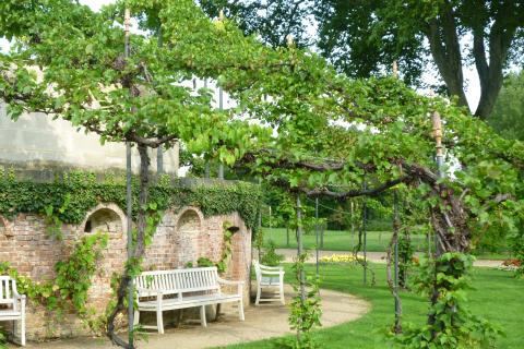 Привязал стебель прямо к шпалере — и едва не погубила весь урожай