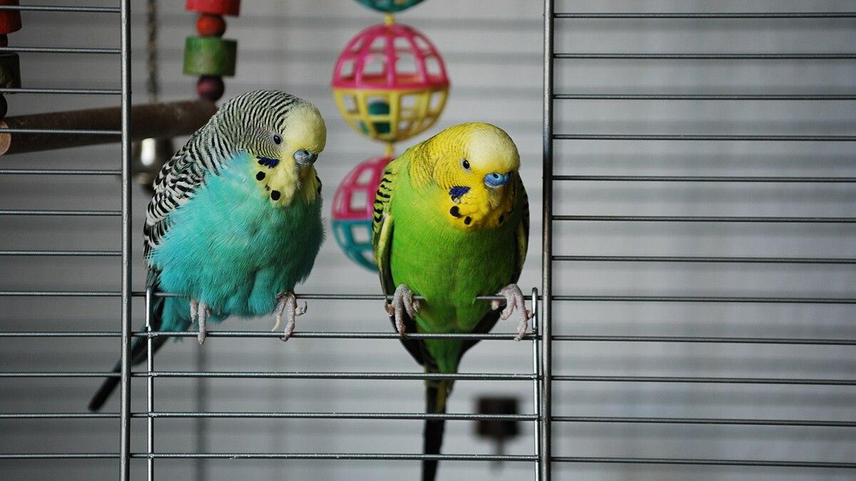 Волнистые попугайчики