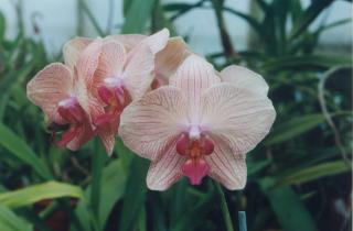 Орхидею с гнилыми корнями можно спасти при правильной обработке и уходе — Климова