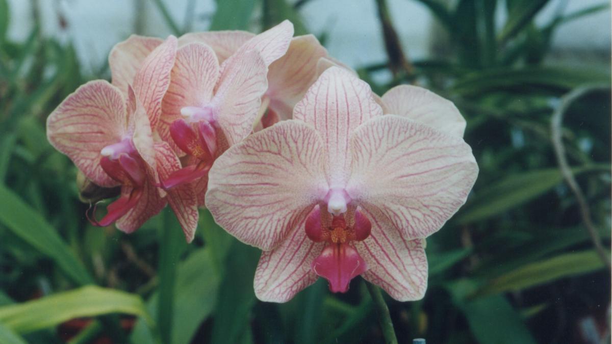 Орхидея