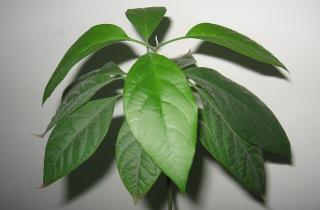 Авокадо выращивают в домашних условиях при температуре +18-25°C — агрономы