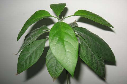 Авокадо выращивают в домашних условиях при температуре +18-25°C — агрономы