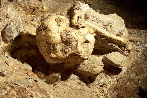 Окаменелость Little Foot может представлять ранее неописанный вид предка человека — The Guardian