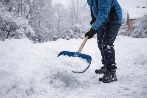 Снег превращается в живительную влагу: как талая вода спасает капризные растения от болезни