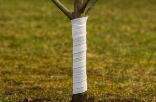 Обмотала ствол плёнкой — весной кора почернела: ошибка, которую совершают все