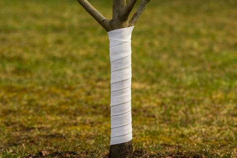 Обмотала ствол плёнкой — весной кора почернела: ошибка, которую совершают все