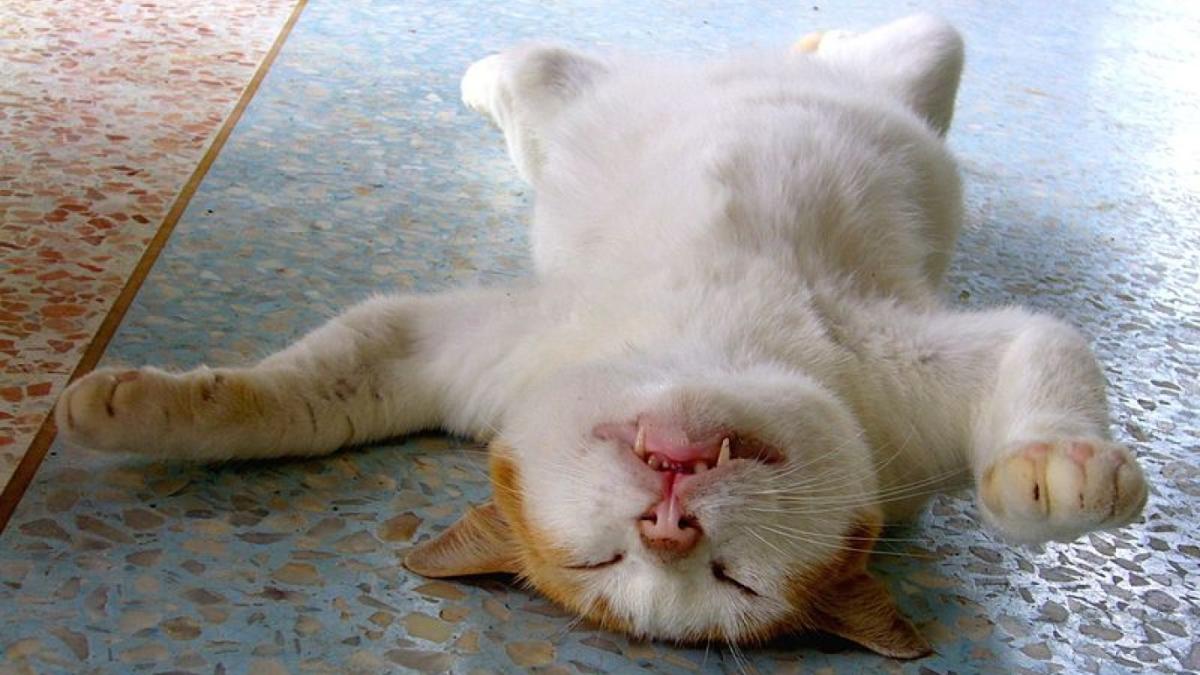 Кошка на спине Кошка на спине