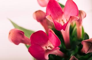 Сажала рождественский кактус в обычную землю — теперь понимаю, почему он не цвёл