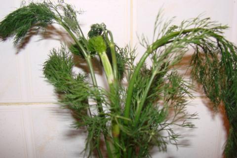 Лето в банке: как я сохраняю сад до весны — простая хитрость ноября