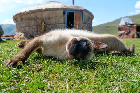 Яванские кошки: особенности породы, характер и уход по данным Международной федерации кошек