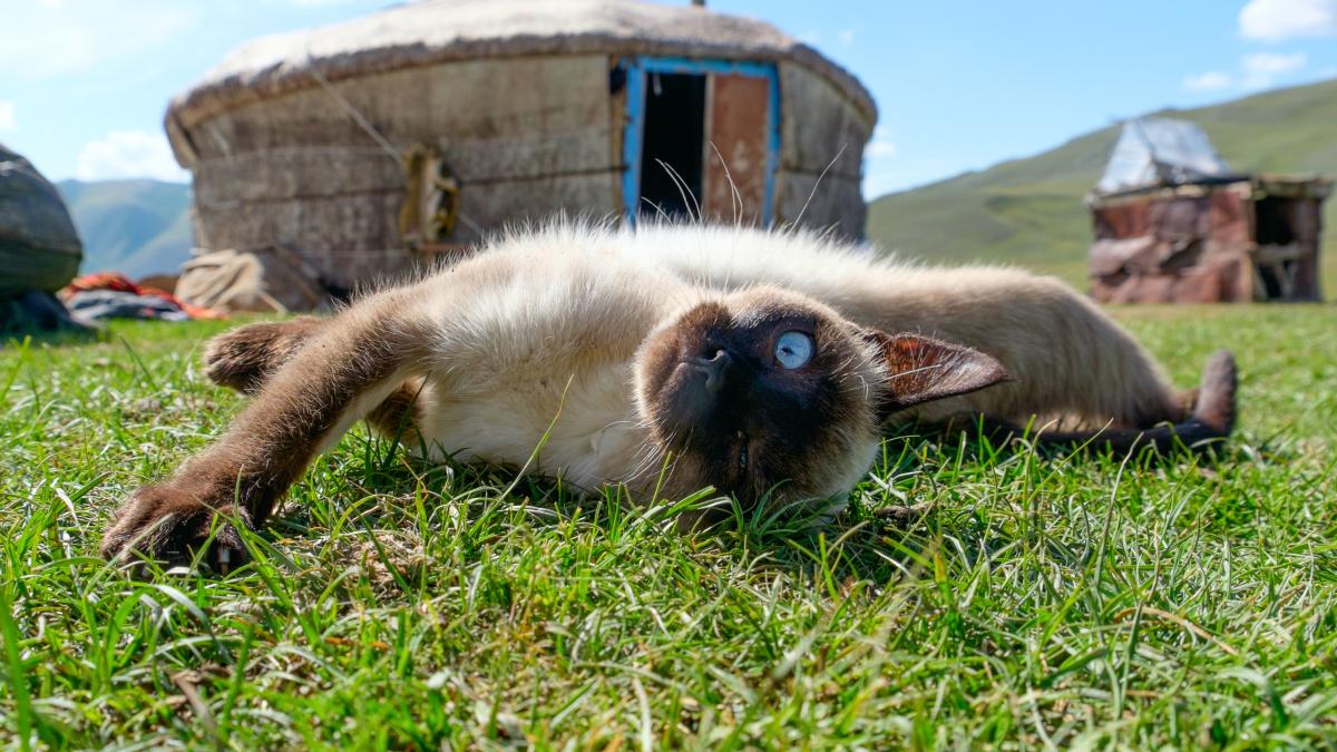 Сиамская кошка Сиамская кошка