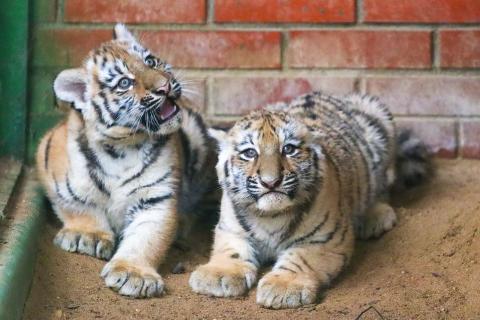 Тигрят-сирот нашли в критическом состоянии у дороги Приморья — Центр Амурский тигр