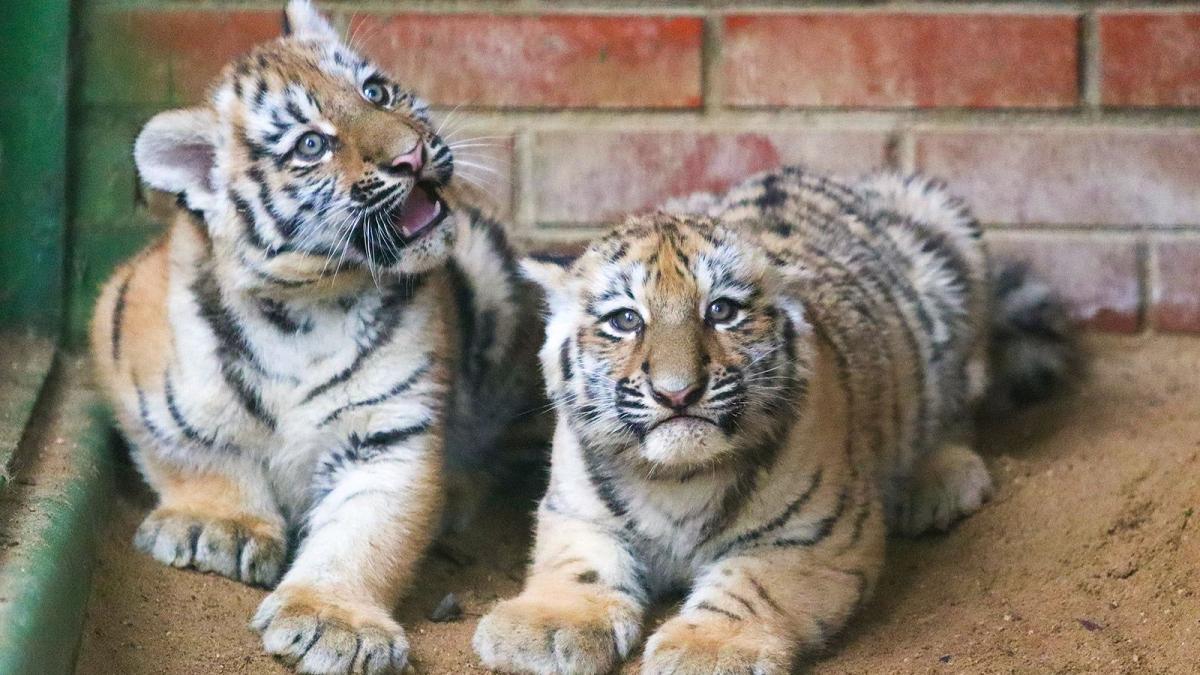 амурские тигрята