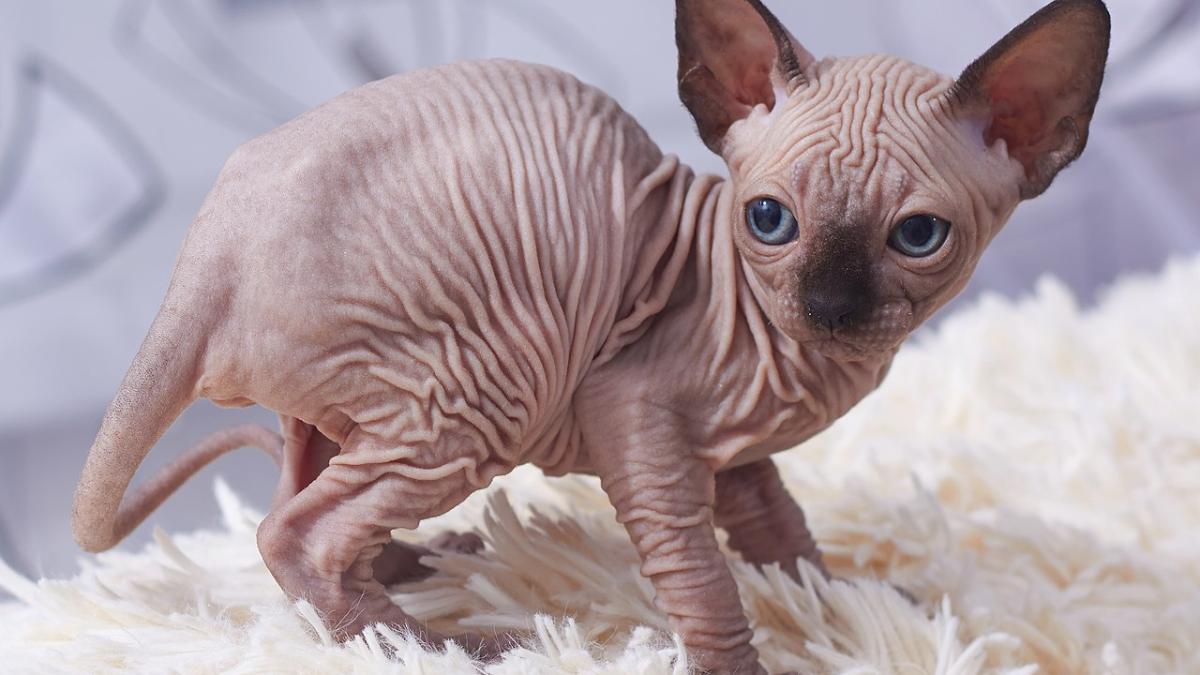 Котенок сфинкс