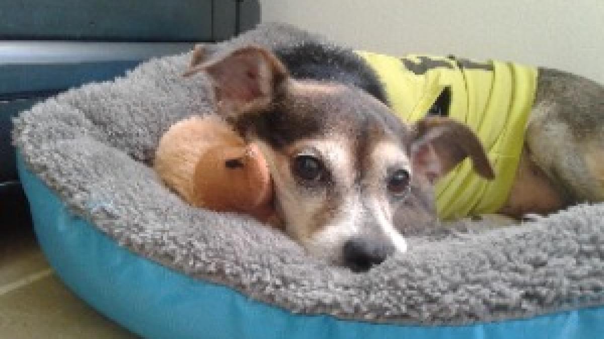 Little dog and toy Little dog and toy