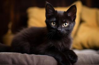 Современные вакцины для кошек практически не содержат активного вируса