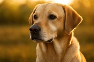 Собаки снижают риск сердечно-сосудистых заболеваний у хозяев на 30%