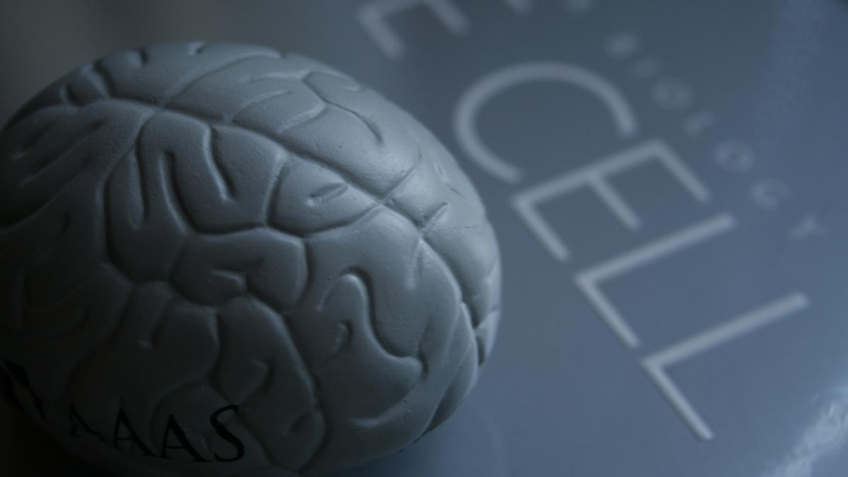 Пластиковый мозг