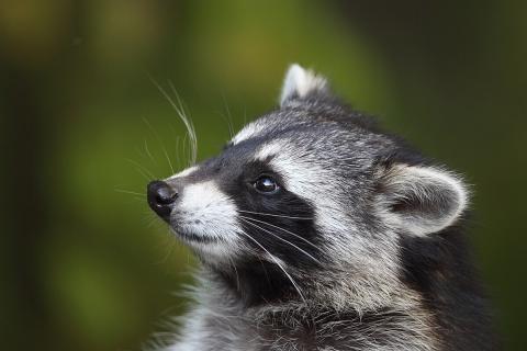 Уход за экзотическими животными требует знаний и внимательности — ветеринары