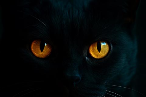 Кошки требуют взаимодействия, удерживая взгляд на человеке