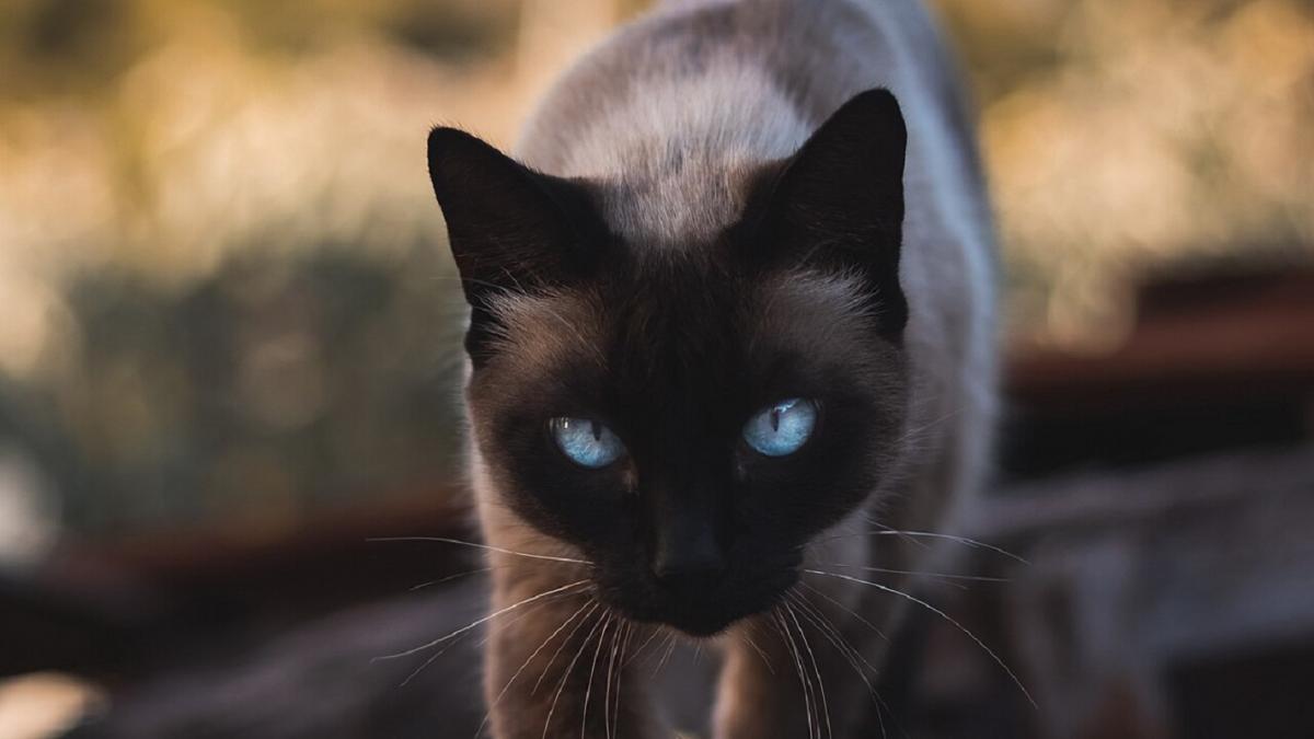 Сиамский кот Сиамский кот